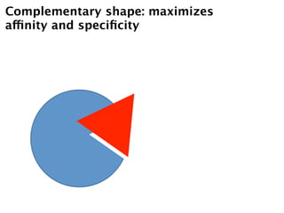 Complementary shape: maximizes
affinity and speciﬁcity
 