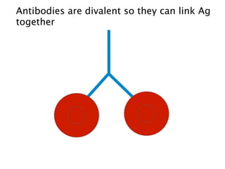 Antibodies are divalent so they can link Ag
together
 