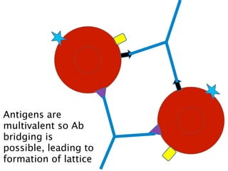 Antigens are
multivalent so Ab
bridging is
possible, leading to
formation of lattice
 