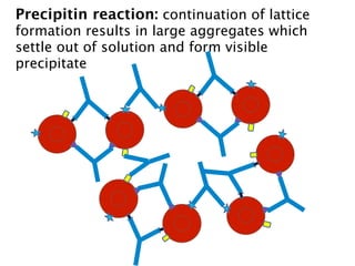 Precipitin reaction: continuation of lattice
formation results in large aggregates which
settle out of solution and form visible
precipitate
 