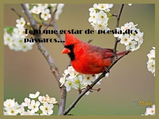 Tem que gostar de poesia,dos
pássaros...
 