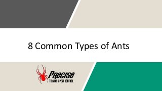 8 Common Types of Ants
 