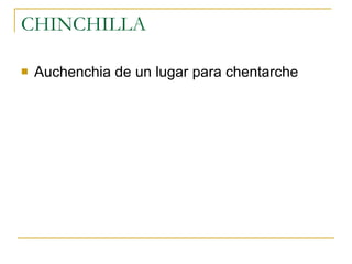 CHINCHILLA  Auchenchia de un lugar para chentarche  