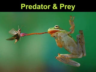 Predator  Prey
 