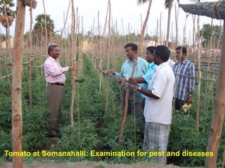 Tomato at Somanahalli: Examination for pest and diseases
 