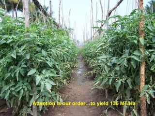 Attention is our order…to yield 136 MT/Ha
 