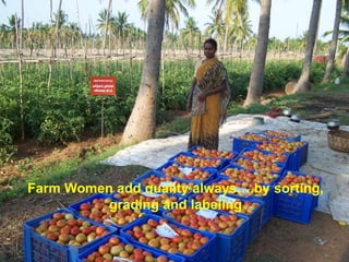 Farm Women add quality always….by sorting,
grading and labeling
 