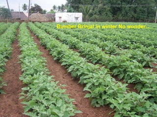 Bumber Brinjal in winter No wonder…
 