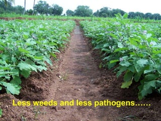 Less weeds and less pathogens……
 
