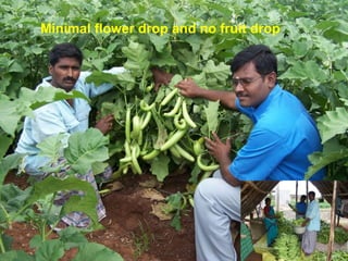 Brinjal Hybrid Fertigation
Minimal flower drop and no fruit drop
 
