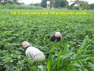 100 % crop stand and 100 productive plants….
 