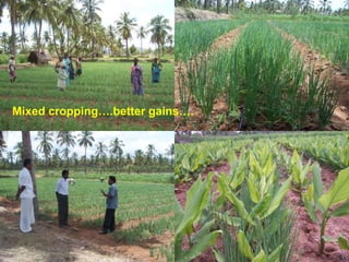 Onion under Fertigation
Mixed cropping….better gains….
 