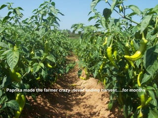 Paprika made the farmer crazy .never ending harvest….for months
 