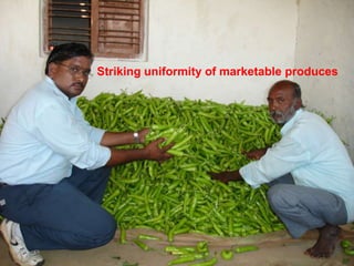 Striking uniformity of marketable produces
 