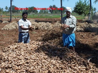 Rhizome…. rhizome all the way……
 
