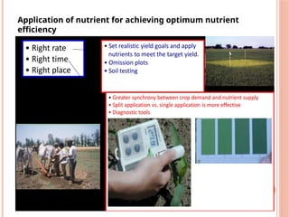 Application of nutrient for achieving optimum nutrient
efficiency
 