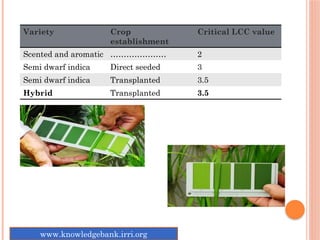 Variety Crop
establishment
Critical LCC value
Scented and aromatic ………………… 2
Semi dwarf indica Direct seeded 3
Semi dwarf indica Transplanted 3.5
Hybrid Transplanted 3.5
www.knowledgebank.irri.org
 