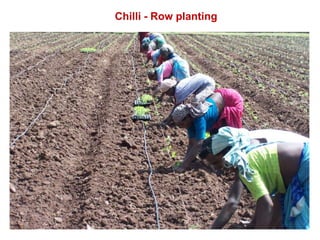 Precision Horticulture.pptx
