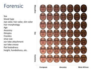 Forensic
Sex
blood type
eye color, hair color, skin color
hair morphology
Age
Ancestry
Dimples
Freckles
shoe size
ear lobe attachment
ear lobe crease
flat footedness
height, handedness, etc.
 