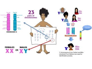OR
Y chromosome (From Father) and Mito-
chondrial (From Mother) are used for
identification process.
Cousin
 