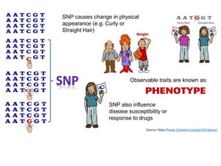 SNP also influence
disease susceptibility or
response to drugs
Source: https://www.23andme.com/gen101/genes/
SNP causes change in physical
appearance (e.g. Curly or
Straight Hair)
Observable traits are known as:
 