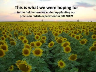 This is what we were hoping for
 in the field where we ended up planting our
   precision radish experiment in fall 2012!
 