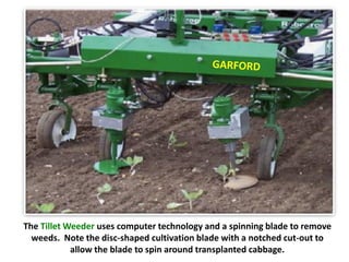 The Tillet Weeder uses computer technology and a spinning blade to remove
  weeds. Note the disc-shaped cultivation blade with a notched cut-out to
            allow the blade to spin around transplanted cabbage.
 