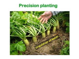 Precision planting
 