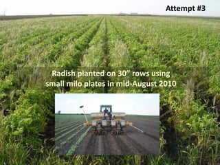 Attempt #3




 Radish planted on 30” rows using
small milo plates in mid-August 2010
 