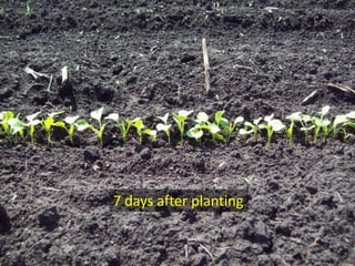 7 days after planting
 