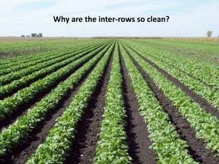 Why are the inter-rows so clean?
 