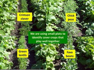 Crimson                                  Chick
 clover                                  peas



          We are using small plots to
           identify cover crops that
              play well together


Green                                    Fava
lentils                                 beans
 