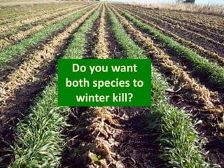 Do you want
both species to
  winter kill?
 