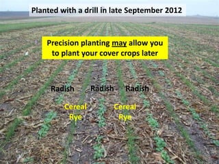 Planted with a drill in late September 2012


    Precision planting may allow you
     to plant your cover crops later



     Radish       Radish   Radish

         Cereal        Cereal
          Rye           Rye
 