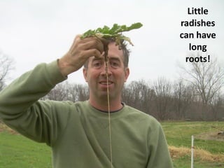 Little
radishes
can have
  long
 roots!
 