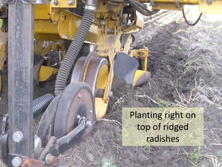 Planting right on
  top of ridged
    radishes
 