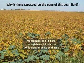 Why is there rapeseed on the edge of this bean field?




             We ran rapeseed (2 lbs/a)
             through insecticide boxes
            while planting these soybeans
 