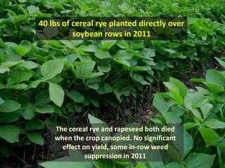 40 lbs of cereal rye planted directly over
          soybean rows in 2011




    The cereal rye and rapeseed both died
    when the crop canopied. No significant
      effect on yield, some in-row weed
              suppression in 2011
 