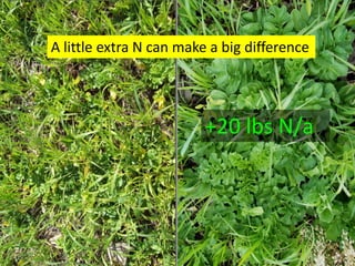 A little extra N can make a big difference




                         +20 lbs N/a
 