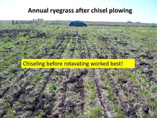Annual ryegrass after chisel plowing




Chiseling before rotavating worked best!
 