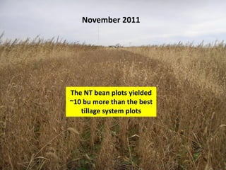 November 2011




The NT bean plots yielded
~10 bu more than the best
   tillage system plots
 