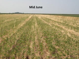 Mid June
 
