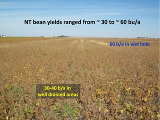 NT bean yields ranged from ~ 30 to ~ 60 bu/a


                                60 b/a in wet hole




       30-40 b/a in
     well drained areas
 