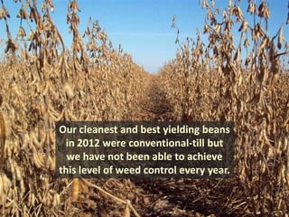 Our cleanest and best yielding beans
 in 2012 were conventional-till but
  we have not been able to achieve
this level of weed control every year.
 