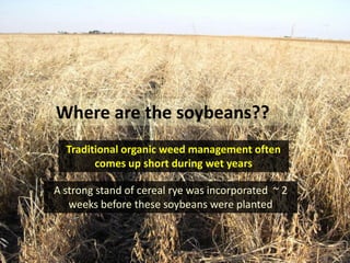 Where are the soybeans??
  Traditional organic weed management often
        comes up short during wet years

A strong stand of cereal rye was incorporated ~ 2
   weeks before these soybeans were planted
 