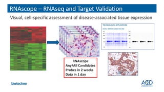 Expanding Precision Medicine & Biomarker Strategy Options with RNAscope ...