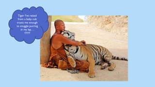 Tiger I’ve raised
from a baby cub
trusts me enough
to snuggle purring
in my lap. . .
??????
 