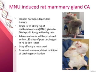 Preclinical and clinical screening of anticancer drugs | PPTX