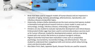 • Birds have been used as research models of human disease and are important in
evaluation of aging, memory, parasitology, atherosclerosis, reproduction, and
infectious disease among other topics.
• Historically, chickens (Gallus domesticus) are the most common bird species studied
in biomedical and agricultural research and are a classic model in areas such as
immunology, virology, infectious disease, embryology, and toxicology
• Chickens are also studied to evaluate reproductive development and retinal disease.
Embryonated chicken eggs have been used to commercially produce vaccines (such
as for human influenza), studied for developmental analysis, and are now being
treated with viral vectors like lentivirus to produce transgenic embryos.
• Pigeons (Columba livia) have been evaluated in areas such as comparative
psychology, neuroanatomy, neuroendocrinology, and atherosclerosis. They are
studied to understand their navigational skills and memory which allow homing,
vision and discrimination ability.
• Also Zebra Finch, Owls, Japanese Quails, Amazon Parrots are used for research.
Birds
 