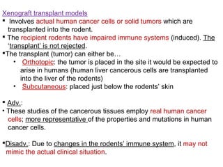 Xenograft transplant models
 Involves actual human cancer cells or solid tumors which are
transplanted into the rodent.
 The recipient rodents have impaired immune systems (induced). The
‘transplant’ is not rejected.
The transplant (tumor) can either be…
• Orthotopic: the tumor is placed in the site it would be expected to
arise in humans (human liver cancerous cells are transplanted
into the liver of the rodents)
• Subcutaneous: placed just below the rodents’ skin
 Adv.:
• These studies of the cancerous tissues employ real human cancer
cells; more representative of the properties and mutations in human
cancer cells.
Disadv.: Due to changes in the rodents’ immune system, it may not
mimic the actual clinical situation.
 